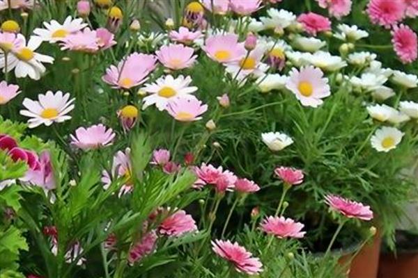 雏菊蔫了如何处理,土壤板结要更换新土