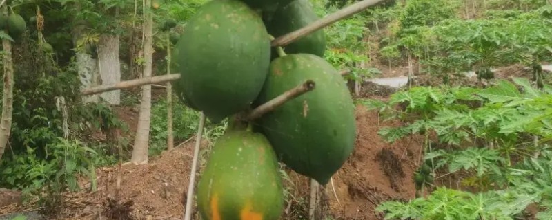 木瓜田间管理技术，定植之后需要浇一次水