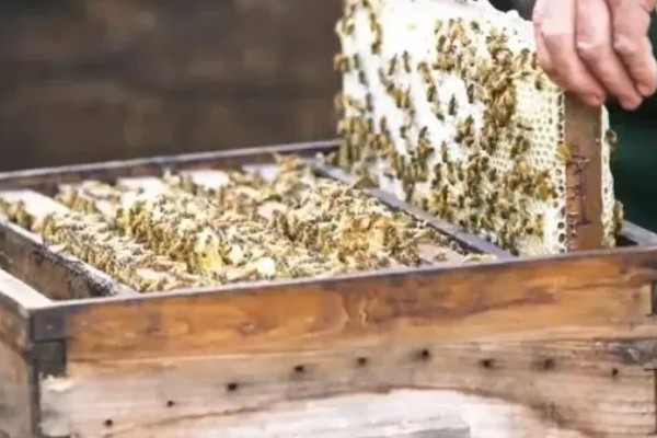 一箱蜂要多少雄蜂才正常,通常在几十只至几百只之间