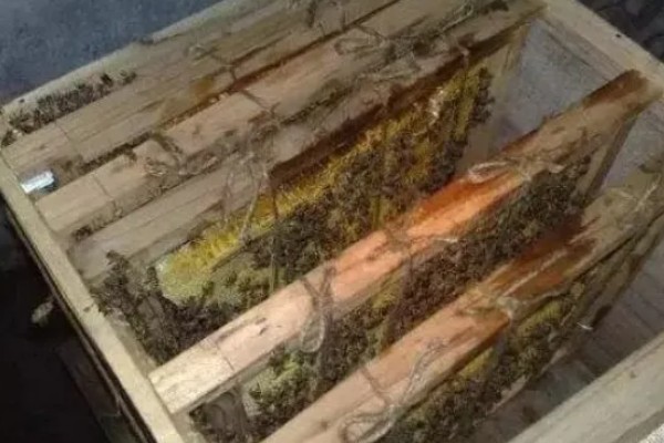 一箱蜂要多少雄蜂才正常,通常在几十只至几百只之间
