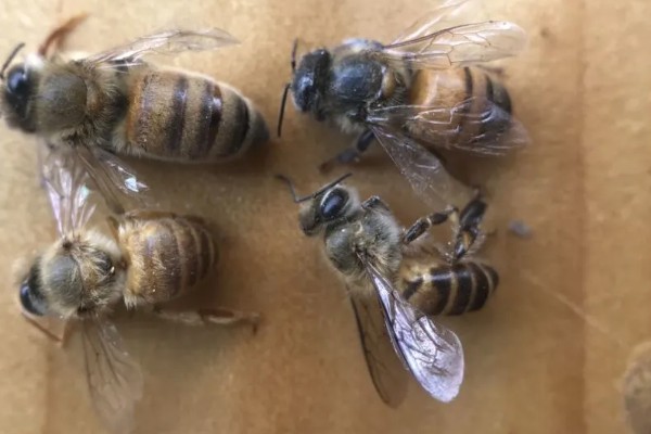 一箱蜂要多少雄蜂才正常,通常在几十只至几百只之间