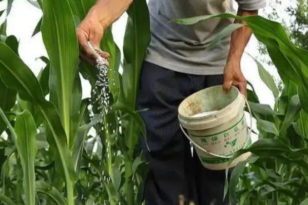 强盛369玉米种介绍,出苗至成熟98天