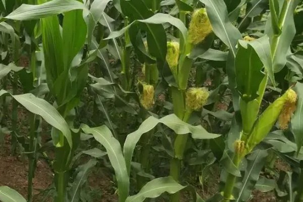强盛369玉米种介绍,出苗至成熟98天