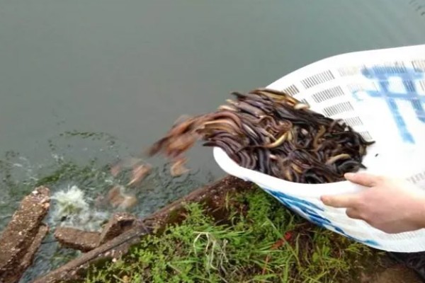 泥鳅怎么养殖，每天投喂2-3次