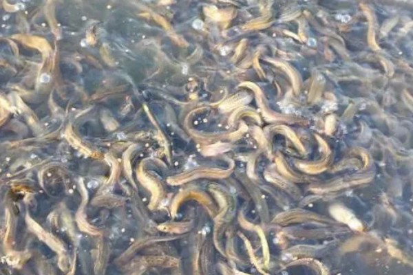 泥鳅怎么养殖，每天投喂2-3次