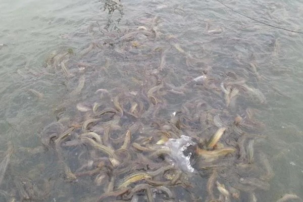 泥鳅怎么养殖，每天投喂2-3次