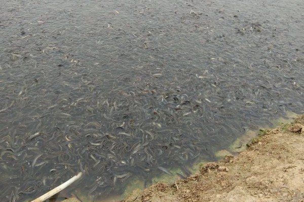 泥鳅怎么养殖，每天投喂2-3次