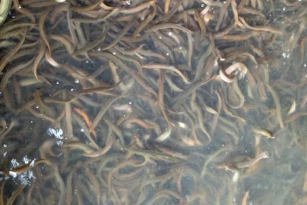 泥鳅怎么养殖，每天投喂2-3次