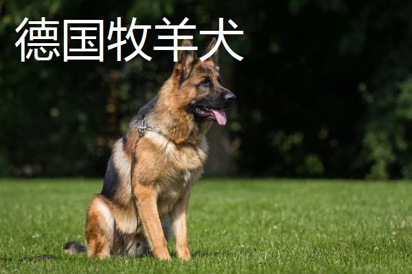 狼狗的品种，有德国牧羊犬、狼青犬等
