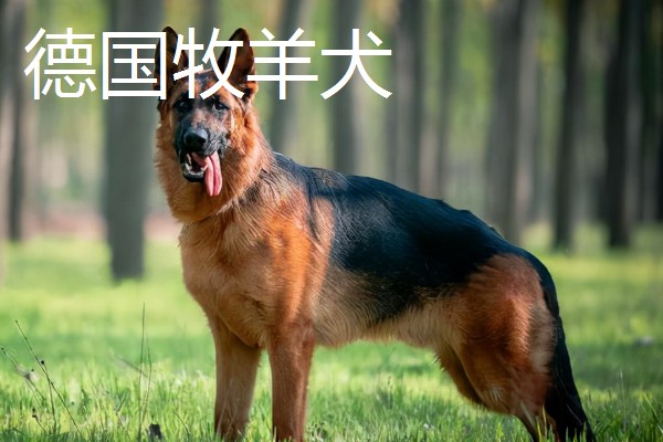 狼狗的品种，有德国牧羊犬、狼青犬等