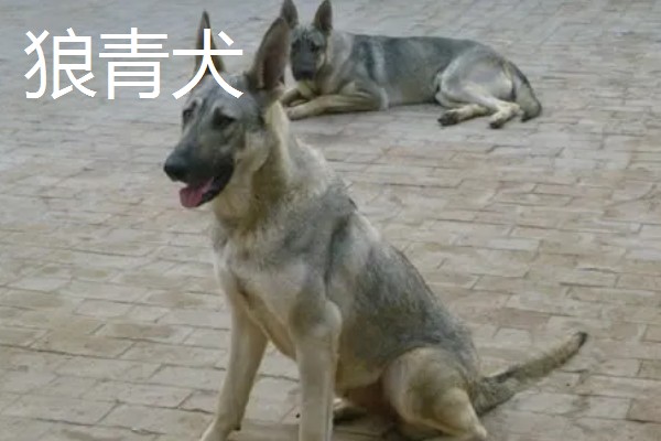 狼狗的品种，有德国牧羊犬、狼青犬等