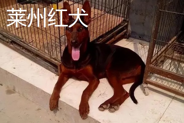狼狗的品种，有德国牧羊犬、狼青犬等