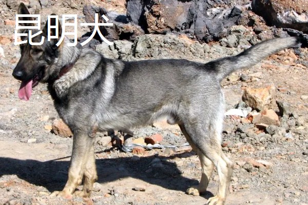 狼狗的品种，有德国牧羊犬、狼青犬等