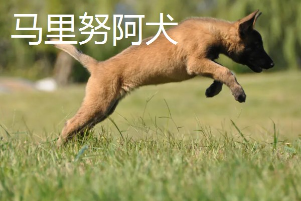 狼狗的品种，有德国牧羊犬、狼青犬等