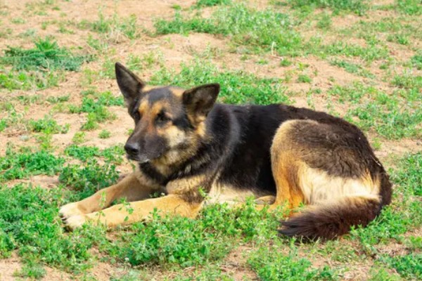 狼狗的品种，有德国牧羊犬、狼青犬等
