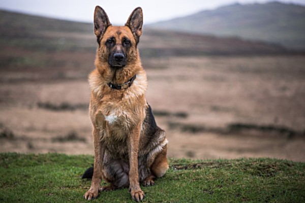 狼狗的品种，有德国牧羊犬、狼青犬等