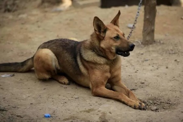 狼狗的品种，有德国牧羊犬、狼青犬等