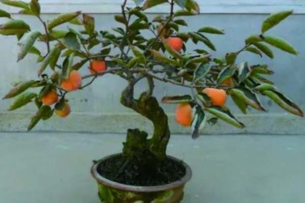 野柿子树的盆栽种植方法,浇水时要切记见干见湿