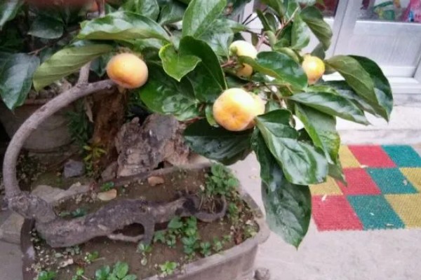 野柿子树的盆栽种植方法,浇水时要切记见干见湿