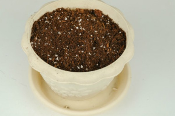 野柿子树的盆栽种植方法,浇水时要切记见干见湿