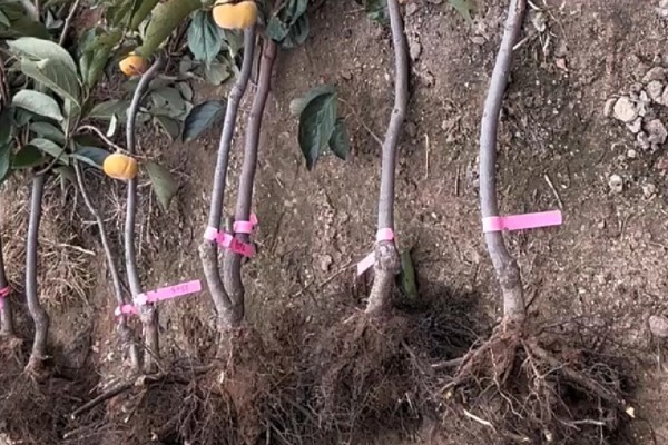 野柿子树的盆栽种植方法,浇水时要切记见干见湿