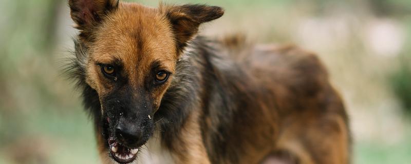 狗感染狂犬病毒的症状，喜欢躲在阴暗的环境