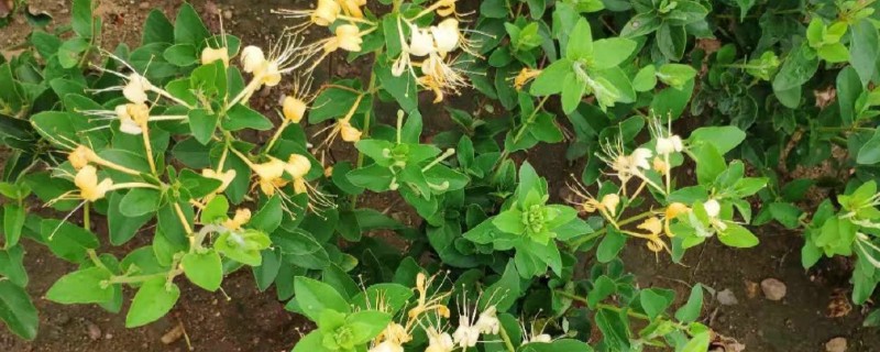 金银花树的种植方法，种子出现30%左右裂口时播种
