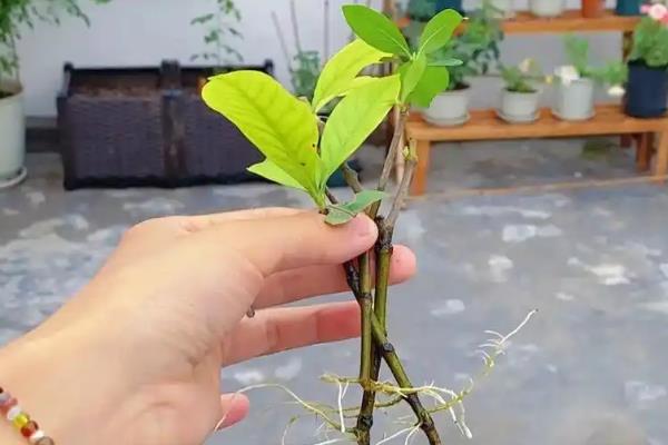栀子花水养扦插方法，对枝条涂抹生根粉再插入水中