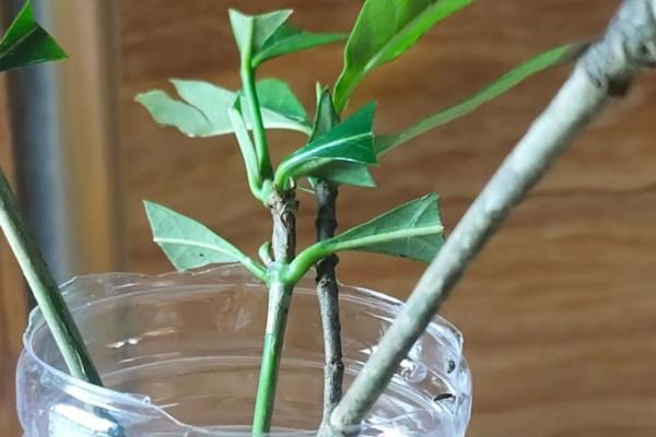 栀子花水养扦插方法，对枝条涂抹生根粉再插入水中