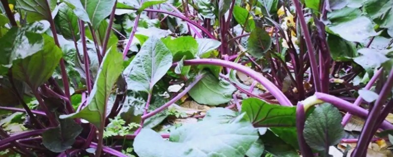 怎么摘菜苔，可直接用手掐断