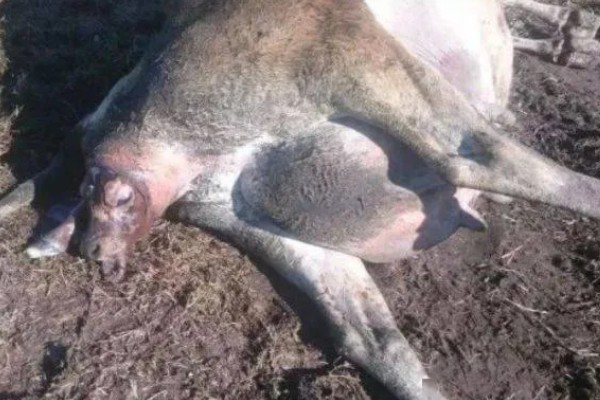 牛为什么会难产,产力不足、产道狭窄都是直接原因