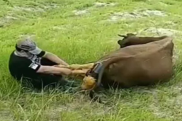 牛为什么会难产,产力不足、产道狭窄都是直接原因