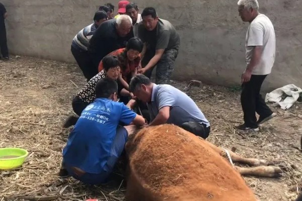 牛为什么会难产,产力不足、产道狭窄都是直接原因