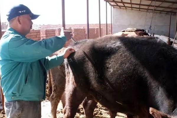 牛为什么会难产,产力不足、产道狭窄都是直接原因