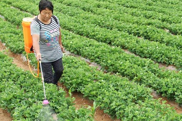 怎么施肥能提高花生产量，开花后喷施尿素和磷酸二氢钾