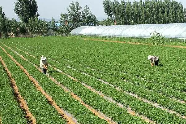怎么施肥能提高花生产量，开花后喷施尿素和磷酸二氢钾