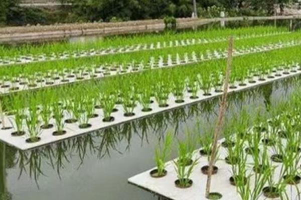 蔬菜无土种植模式有几种，分为水培、浮板栽培等4种模式