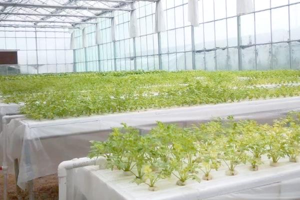 蔬菜无土种植模式有几种，分为水培、浮板栽培等4种模式