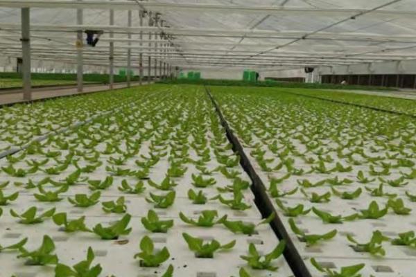 蔬菜无土种植模式有几种，分为水培、浮板栽培等4种模式