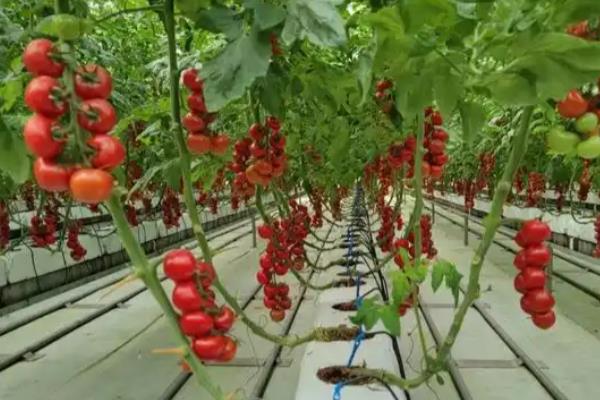 蔬菜无土种植模式有几种，分为水培、浮板栽培等4种模式