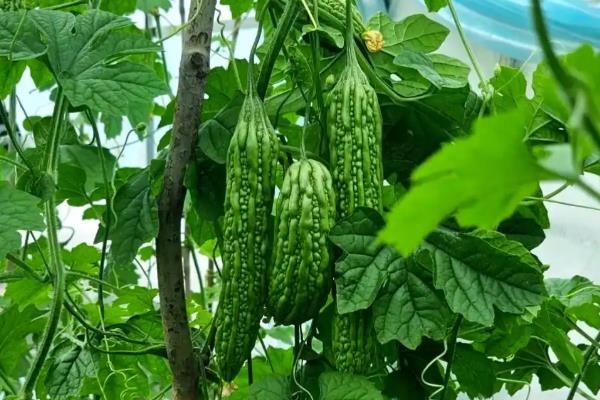 蔬菜无土种植模式有几种，分为水培、浮板栽培等4种模式