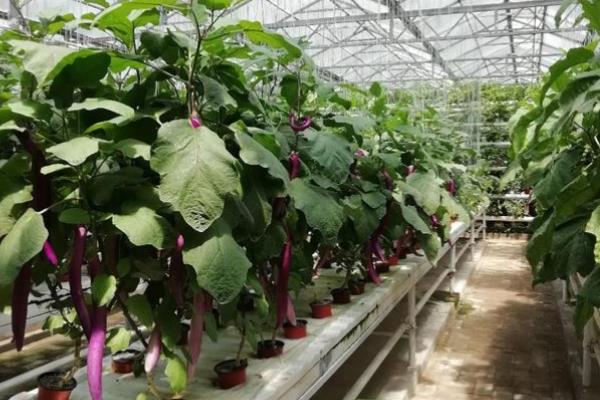 蔬菜无土种植模式有几种，分为水培、浮板栽培等4种模式