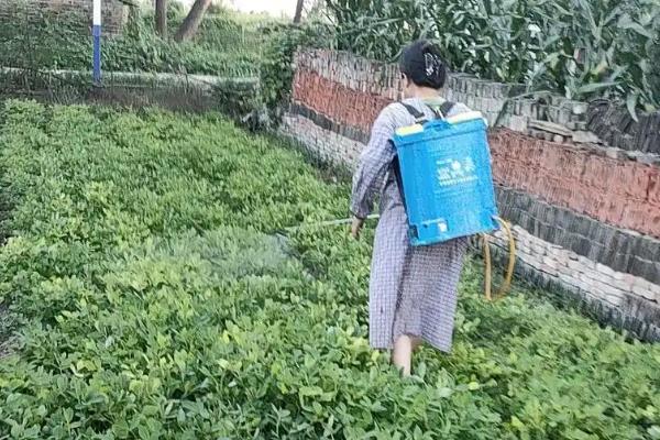 怎么施肥能提高花生产量，开花后喷施尿素和磷酸二氢钾