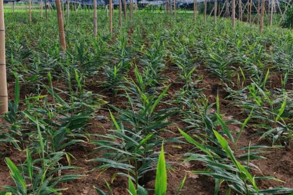 蔬菜无土种植模式有几种，分为水培、浮板栽培等4种模式