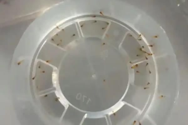 米奇鱼是不是上层鱼，常在中上层活动