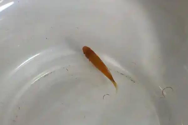 米奇鱼是不是上层鱼，常在中上层活动