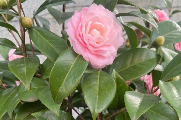 茶花如何养殖,生长适温在15-32℃