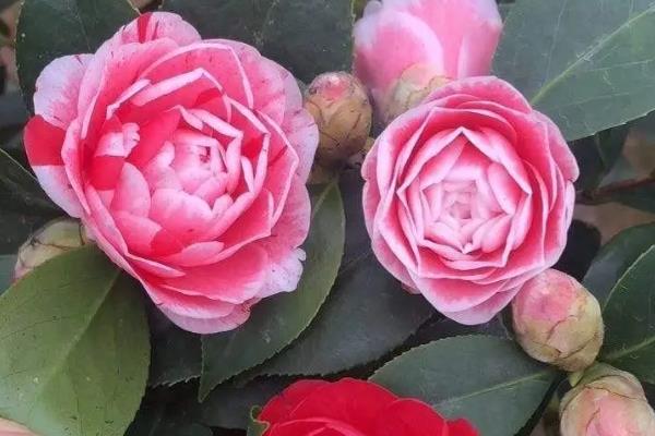 茶花如何养殖,生长适温在15-32℃