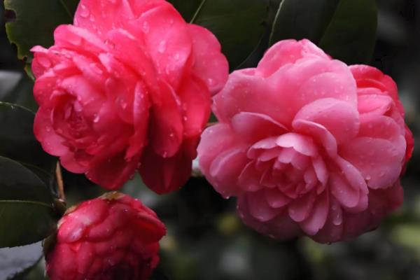 茶花如何养殖,生长适温在15-32℃
