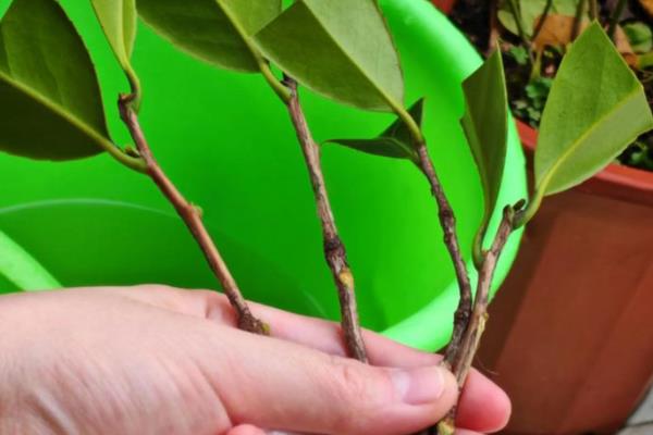 茶花如何养殖,生长适温在15-32℃